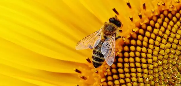 8 حقائق تحتاج إلى معرفتها عن النحل
