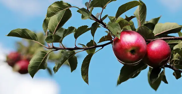 فوائد التفاح الصحية