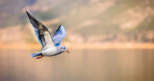 معلومات عن طائر النورس ويكي عربي
