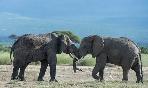 استخدامات أنياب الفيل