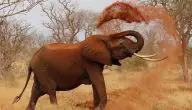 هل الفيل خطير