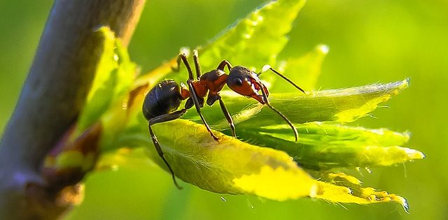 معلومات و حقائق عن النمل