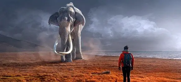 كم وزن الفيل