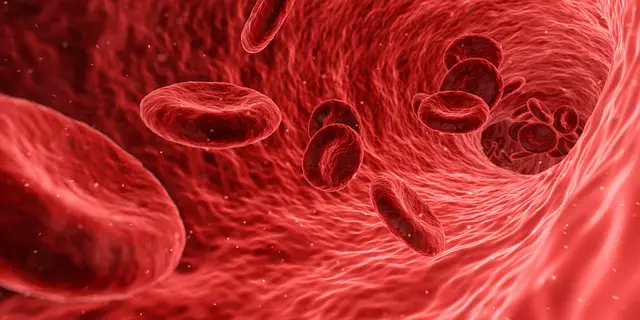 كيف ينتقل الدم في انحاء الجسم