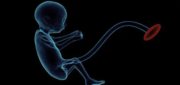 مراحل تطور الجنين أسبوعيا