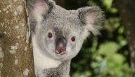 Koalas: Facts About Iconic Marsupials