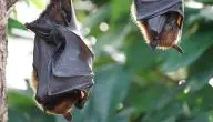 عدد أنواع الخفافيش