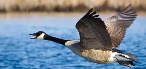 الأوزة الكندية Giant Canadian Goose