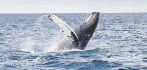 الحيتان بأنواعها Whales