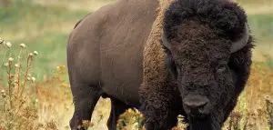 حيوان البيسون bison