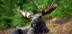 حيوان الموظ moose