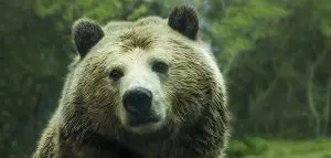 الدب البني Grizzly Bear 