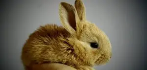 ما أسم صغير الأرنب