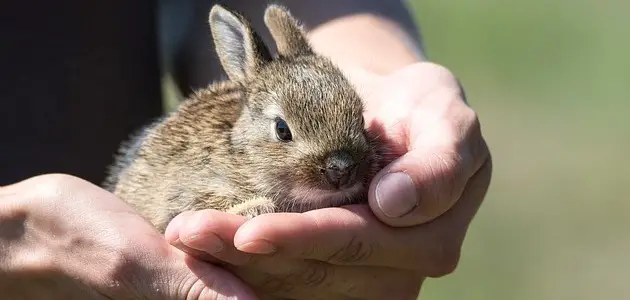 ما هو اسم صغير الأرنب