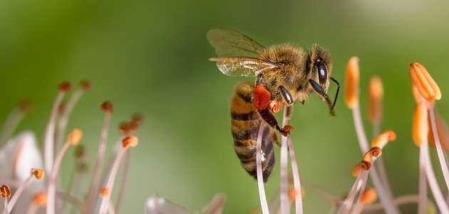 موضوع تعبير عن النحل
