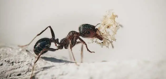ما هي أنواع النمل