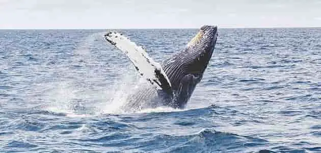 وزن الحوت الأزرق في البحر