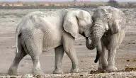 وزن الفيل الافريقي