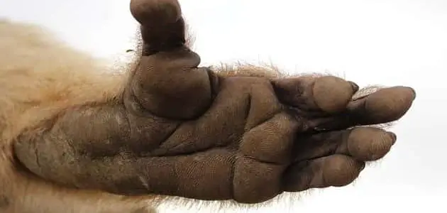 عدد اصابع القرد