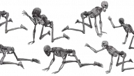 عدد عظام جسم الانسان
