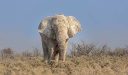كم يزن الفيل الافريقي