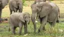 وزن الفيل عند الولادة