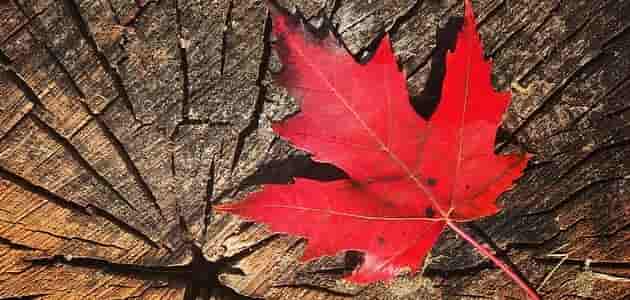 شجرة علم كندا
