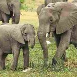 كم يبلغ وزن الفيل