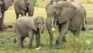 كم يبلغ وزن الفيل