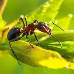 ما اسم صوت النملة