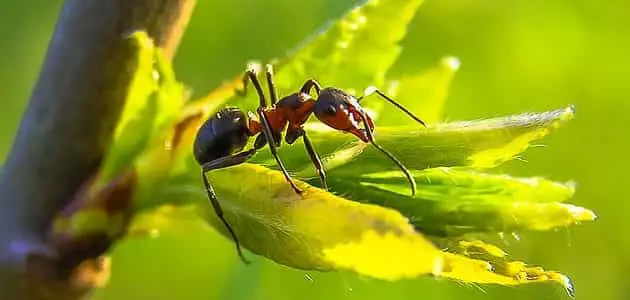 ما اسم صوت النملة
