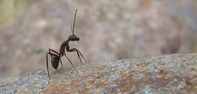 ما اسم ذكر النمل