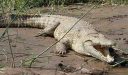 أكبر تمساح في العالم