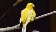 أنواع طائر الكناري
