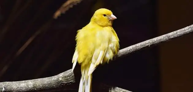 أنواع طائر الكناري