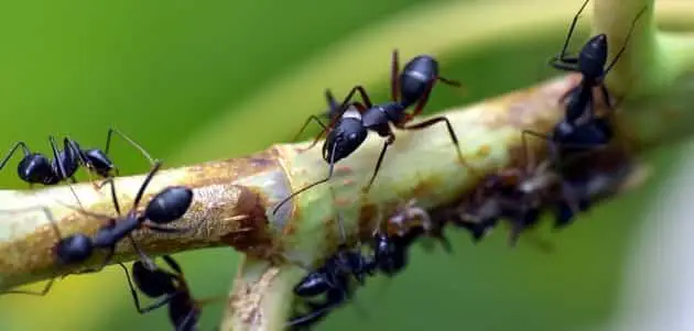 كم عدد عيون النملة